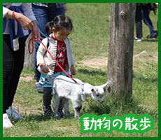 動物の散歩