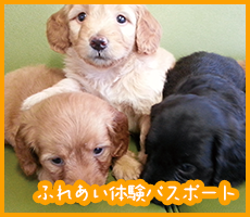 ふれあい体験パスポート